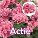 Bild von Petunia P12 "Actie" Double Pink Red Veins